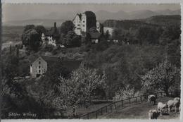 Schloss Wildegg - Kühe Vaches - Photo: J. Schmidli - Wildegg