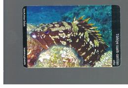 TURCHIA  (TURKEY)  -  2005  FISHES: GROUPIER                             - USED - RIF. 10779 - Vissen