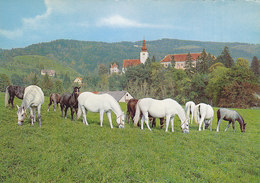 Piber Bei Koflach - Lipizzanergestut , Lipizzaner Horses - Köflach