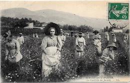 CPA Provence Métier Circulé Cueillette Du Jasmin - Provence-Alpes-Côte D'Azur