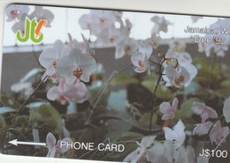 Jamaica - White Orchids - 11JAMD - Jamaica