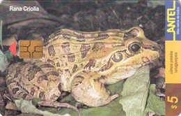 URUGUAY - Rana Criolla (Animal Frog), TC 99a, 5 $ , Tirage 200.000, Used - Uruguay