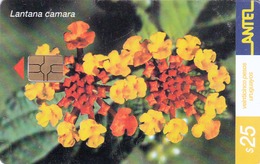 URUGUAY - Lantana Flower, TC 211a, 25 $ , Tirage 200.000, Used - Uruguay