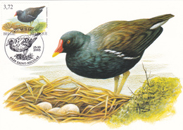 B01-025-3 3212  NAT  Carte Souvenir FDC   Animaux Poule D'eau 25-10-2003 9100 Sint-Niklaas €7 - 1951-1960