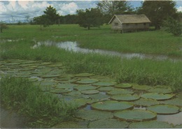 CPSM BRESIL MANAUS Vitoria-Régia - Nénuphars - Manaus