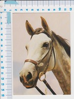 WHITE HORSE / WIT PAARD,  See The 2  Scans For Condition. ( Originalscan !!! ) - Horses