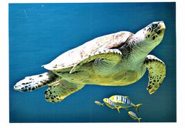 Thème - Animaux - Tortue Imbriquée - Aquarium La Rochelle - Schildpadden