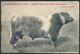 517 ARGENTINA: Catalogue For Cattle Auction Held In 1907 In Mercedes, Estancia Santa Cata - Autres & Non Classés