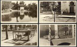 635 ARGENTINA: ANIMALES: 27 Old Photographs (circa 1940) Showing Animals Of The Buenos Ai - Other & Unclassified