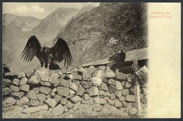 742 CHILE: Condors At Guardia Vieja, Andes, Ed.Eggers, Circa 1905, VF Quality! - Chile