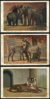 1046 NETHERLANDS: ANIMALS: 3 Old Postcards With Views Of Animals, VF Quality - Other & Unclassified