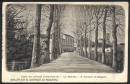 1087 ITALY: S. GIORGIO DI NOGARO: La Semida - Viale Dei Platani (Chiarisacco), Circa 1905, - Other & Unclassified