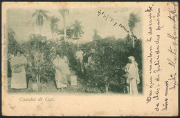 1364 PARAGUAY: Harvesting COFFEE Beans, Ed. Fresen, PC Sent To Montevideo In DE/1903, Ligh - Paraguay