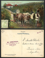 1444 ROMANIA: Harvesting Grapes, Vineyard, Sent To Buenos Aires In 1911, VF Quality - Romania