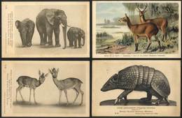 1531 WORLDWIDE: ANIMALS: 4 Old Postcards With Nice Views, Excellent Quality - Ohne Zuordnung