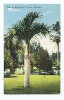 Bermuda Postcard Palm Government House. Unused . Pub.yankee Store - Bermudes