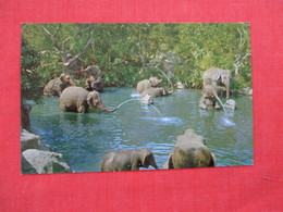 Disneyland --Elephant Bathing Pool    Ref 2934 - Disneyland