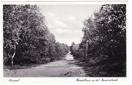 Nunspeet - Wandellaan In Het Zandenbosch - 1937 - Nunspeet