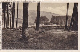 AK Bad Berka - Ilm - Blick Auf Den Versammlungsplatz Im Reichsehrenhaingelände - 1931 (34229) - Bad Berka