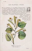 TILLEUL - Plantes Médicinales