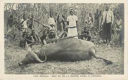 Zambie Rhodesia - Cow Buffalo Chasse Au Buffle - Sambia