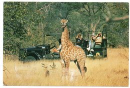 BOTSWANA - SAFARI WITH KER DOWNEY SELBY / THEMATIC STAMPS-ANIMALS - Botsuana