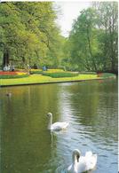 LISSE-HOLLAND - CYGNES "Keukenhof" - Lisse