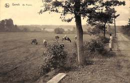 Genck - En Prairie (animée, Vaches, Edition Maison Stulens) - Genk