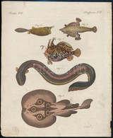 1801 Jacob Xaver Schmuzer (1713-1775): Halak.  Színezett Rézmetszet, Papír, Jelzett A Dúcon, 22x18 Cm - Stampe & Incisioni