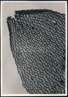 Cca 1933 Kinszki Imre (1901-1945) Makro Szerkezeti Fotója, Pecséttel Jelzett, Vintage Fotóm?vészeti Alkotás, 17x11,5 Cm - Sonstige & Ohne Zuordnung