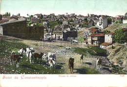 ** T2/T3 Constantinople, Istanbul; Groupe De Chiens / Turkish Folklore, Group Of Dogs (gy?r?dés / Crease) - Non Classés