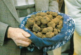 Cp Truffe Noire Du Quercy, Lalbenque Dans Le Lot, Champignons - Champignons