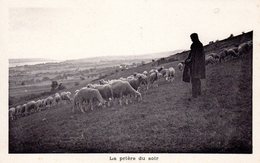 La Prière Du Soir - Berger - Moutons - Non-circulé - Berg