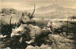 RHINOCEROS - Rhinozeros