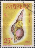 COMORES Poste  24 (o) Coquillages Shell Charonia Tritonis (CV 16 €) - Usati