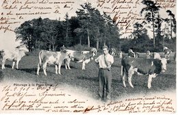 Pâturage à La Prise-Imer - Corcelles - Montmollin - Postée En 1901 - Trous De Punaises Au Milieu En Haut - Corcelles