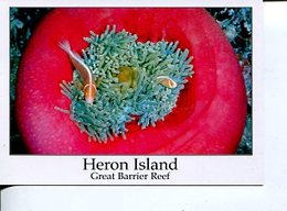 (135) Australia - QLD - Herpn Island - Reef Anemone - Great Barrier Reef