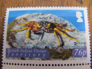 2191 Crabe Cangrejo Crab Krabbe Krab Granchio Caranguejo Des Rochers Rock - Schalentiere