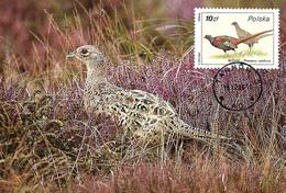 1986 - BIRD - PHEASANT (Phasianus Colchicus) - Maximumkarten