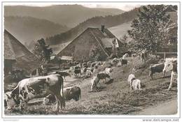 ALLEMAGNE - GERMANY - Weidauftrieb Im Schwartzwald - Todtmoos Weg - 26/08/1959 - Todtmoos