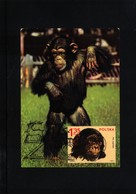 Poland / Polen Chimpanzee Interesting Maximumcard - Chimpanzés