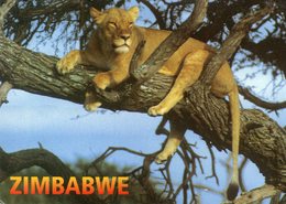 Zimbabwe Lion A Lioness Cools Off In The Branches Of An Acacia Tree - Simbabwe