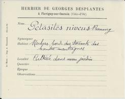 FLAVIGNY SUR OZERAIN HERBIER DE GEORGES DESPLANTES PETITE FICHE AVEC NOM DE PLANTES PETASITES NIVEUS BAUMY ANNEE 1910 - Ohne Zuordnung