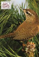 1981 - BIRD - EURASIAN WREN (Troglodytes Troglodytes) - Maximum Cards