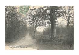 Forêt De Chateauneuf - L'allée Du Jaglu Prise Du Rond Point - 91 - Châteauneuf