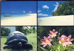 SEYCHELLES - Bird - Denis Island - Seychelles