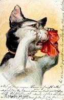 Katze Personifiziert Künstlerkarte 1913 I-II (Marke Teilweise Entfernt) Chat - Cats