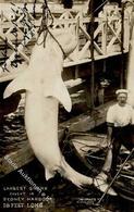 HAI - Foto-Ak -Largest SHARK Gefangen In SYDNEY HARBOUR - 18 Feet Long- I - Sonstige & Ohne Zuordnung