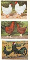 Geflügel Hühner Lot Mit 5 Künstler-Karten I-II - Autres & Non Classés