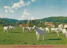 Piber - Bundesgestut , Lippizaner - Köflach